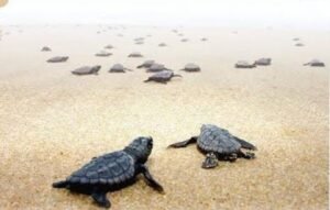 Grussaí terá caminhada de filhotes de tartarugas marinhas esta semana