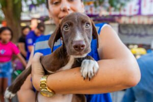 Feira de adoção de animais, em frente à Nova Aurora. Macaé/RJ.